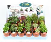 生花/鉢】ミニ盆栽セット おまかせMIX 1トレー24入り【F】 - 花材通販