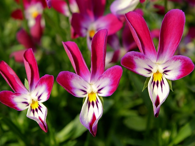 LA39♥ビオラレディ ♥希少♥人気品種♥花苗ポットごと発送♥パンジー