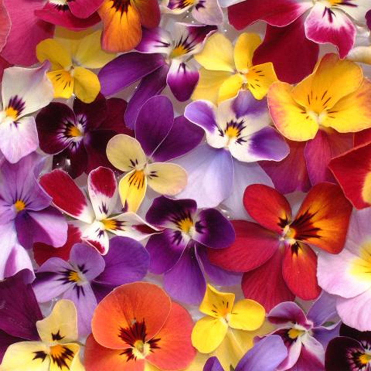 ビオラ　　4/24 KRUTZ Strings Violas