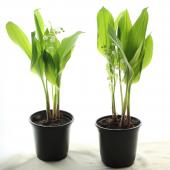 送料無料】【08直前/鉢】すずらん(3.5寸鉢)※北海道・九州・沖縄は送料