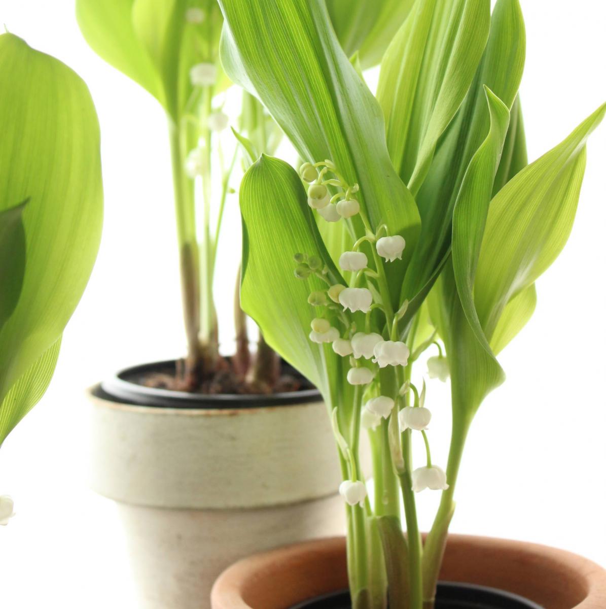 送料無料 生花 予約it スズラン 3 5寸鉢 通販 はなどんやアソシエ 送料無料 生花 予約it スズラン 3 5寸鉢 通販 はなどんやアソシエ
