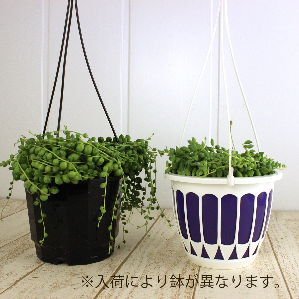 生花 即納 セネシオ グリーンネックレス 6寸 ハンギングポット Jf 鉢茶色です 通販 はなどんやアソシエ