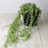 sale♪ セネシオグリーンネックレス2 sale♪ セネシオグリーンネックレス2 観葉植物