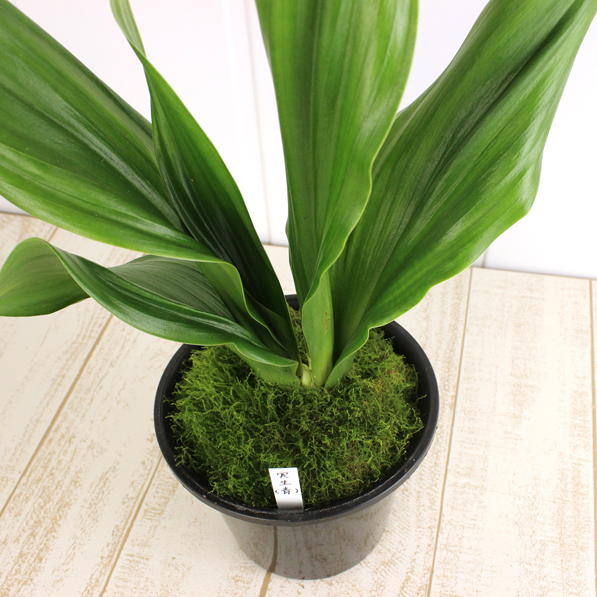 送料無料 生花 万年青 6寸鉢 品種おまかせ Fj 通販 はなどんやアソシエ 送料無料 生花 万年青 6寸鉢 品種おまかせ Fj 通販 はなどんやアソシエ