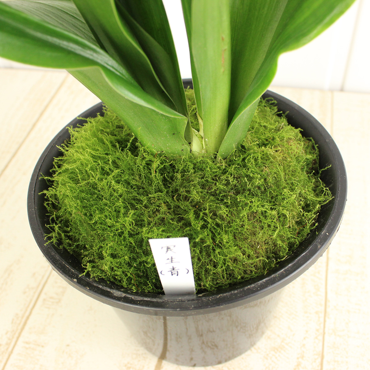 送料無料 生花 万年青 6寸鉢 品種おまかせ Fj 通販 はなどんやアソシエ 送料無料 生花 万年青 6寸鉢 品種おまかせ Fj 通販 はなどんやアソシエ