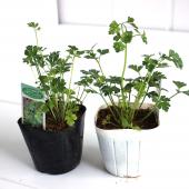 パセリ苗、イタリアンパセリ苗、カットパセリ、お問い合わせ、 パセリ苗、イタリアンパセリ苗、カットパセリ、お問い合わせ、