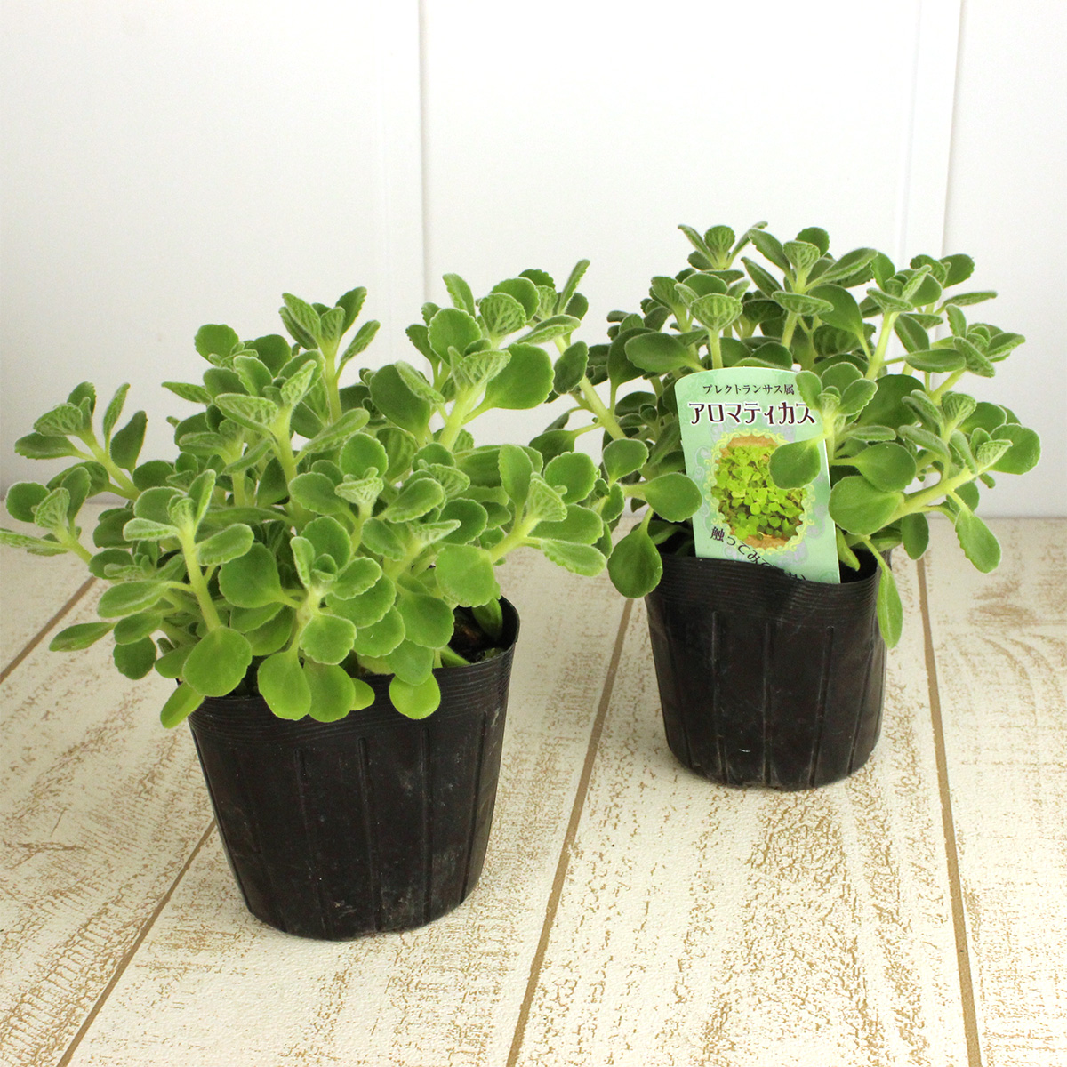生花 即納 ハーブ苗 アロマティカス 3 5寸鉢 通販 はなどんやアソシエ 生花 即納 ハーブ苗 アロマティカス 3 5寸鉢 通販 はなどんやアソシエ
