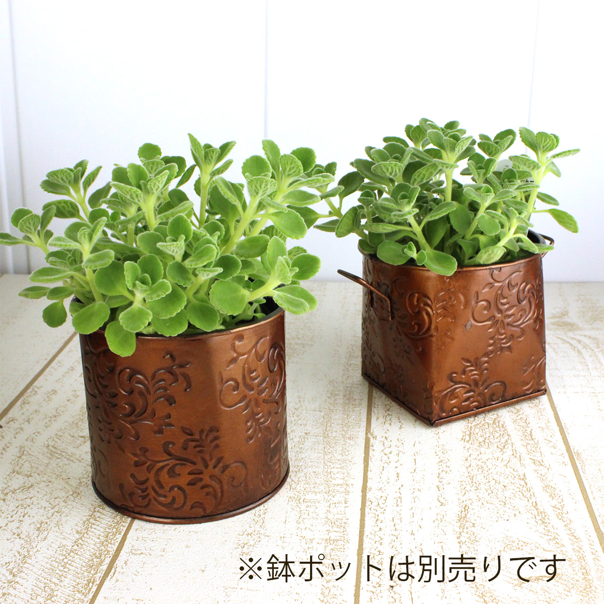 生花 即納 ハーブ苗 アロマティカス 3 5寸鉢 通販 はなどんやアソシエ 生花 即納 ハーブ苗 アロマティカス 3 5寸鉢 通販 はなどんやアソシエ