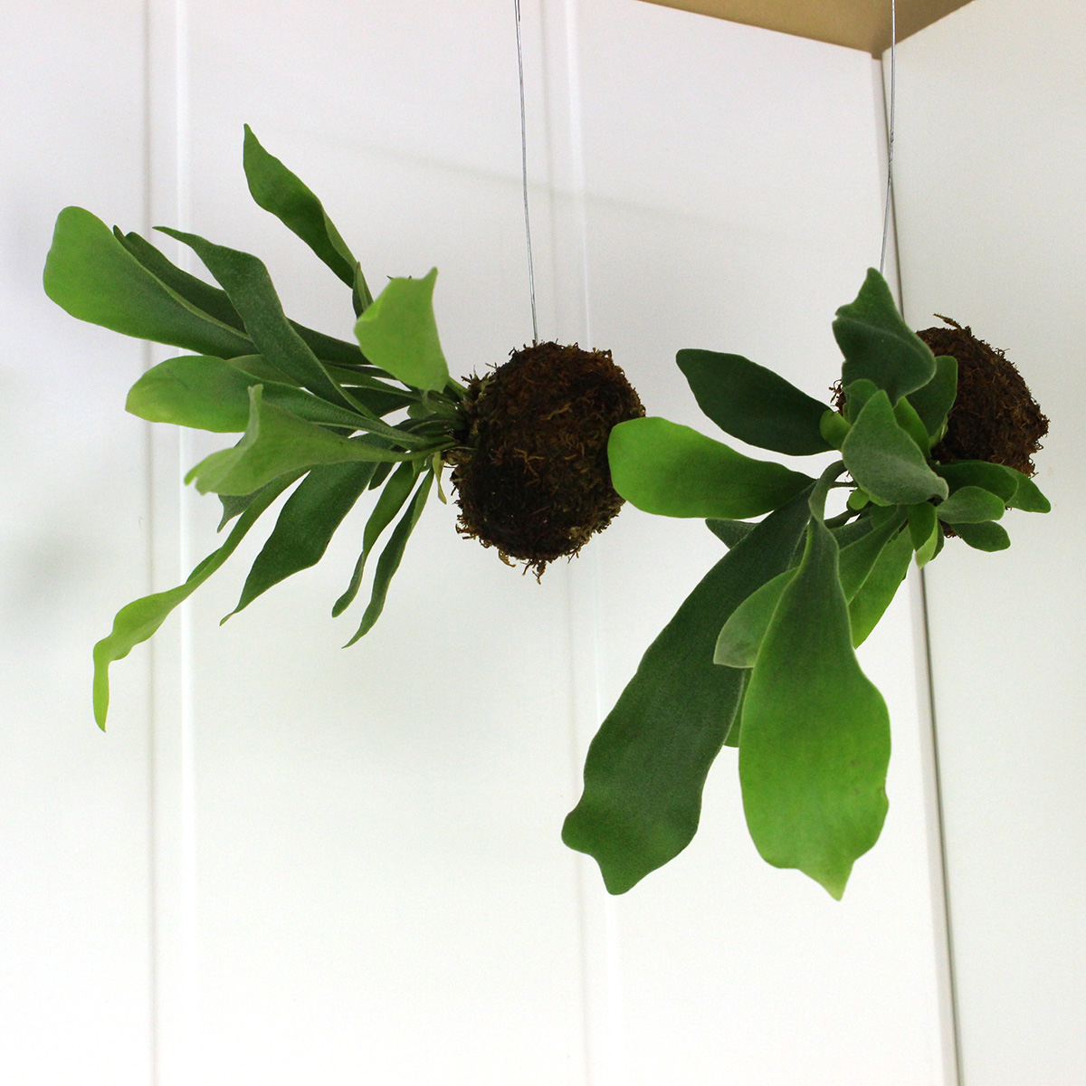 生花 即納 コウモリラン ビカクシダ 苔玉 通販 はなどんやアソシエ 生花 即納 コウモリラン ビカクシダ 苔玉 通販 はなどんやアソシエ