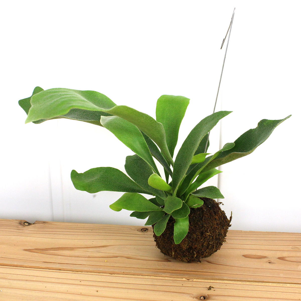 生花 即納 コウモリラン ビカクシダ 苔玉 L 通販 はなどんやアソシエ 生花 即納 コウモリラン ビカクシダ 苔玉 L 通販 はなどんやアソシエ