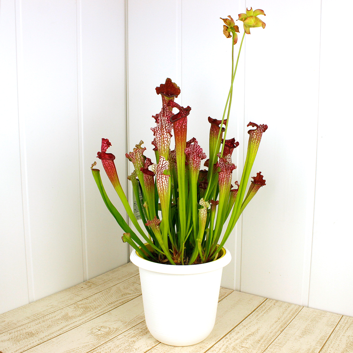 生花 即納 サラセニア 7寸 通販 はなどんやアソシエ 生花 即納 サラセニア 7寸 通販 はなどんやアソシエ