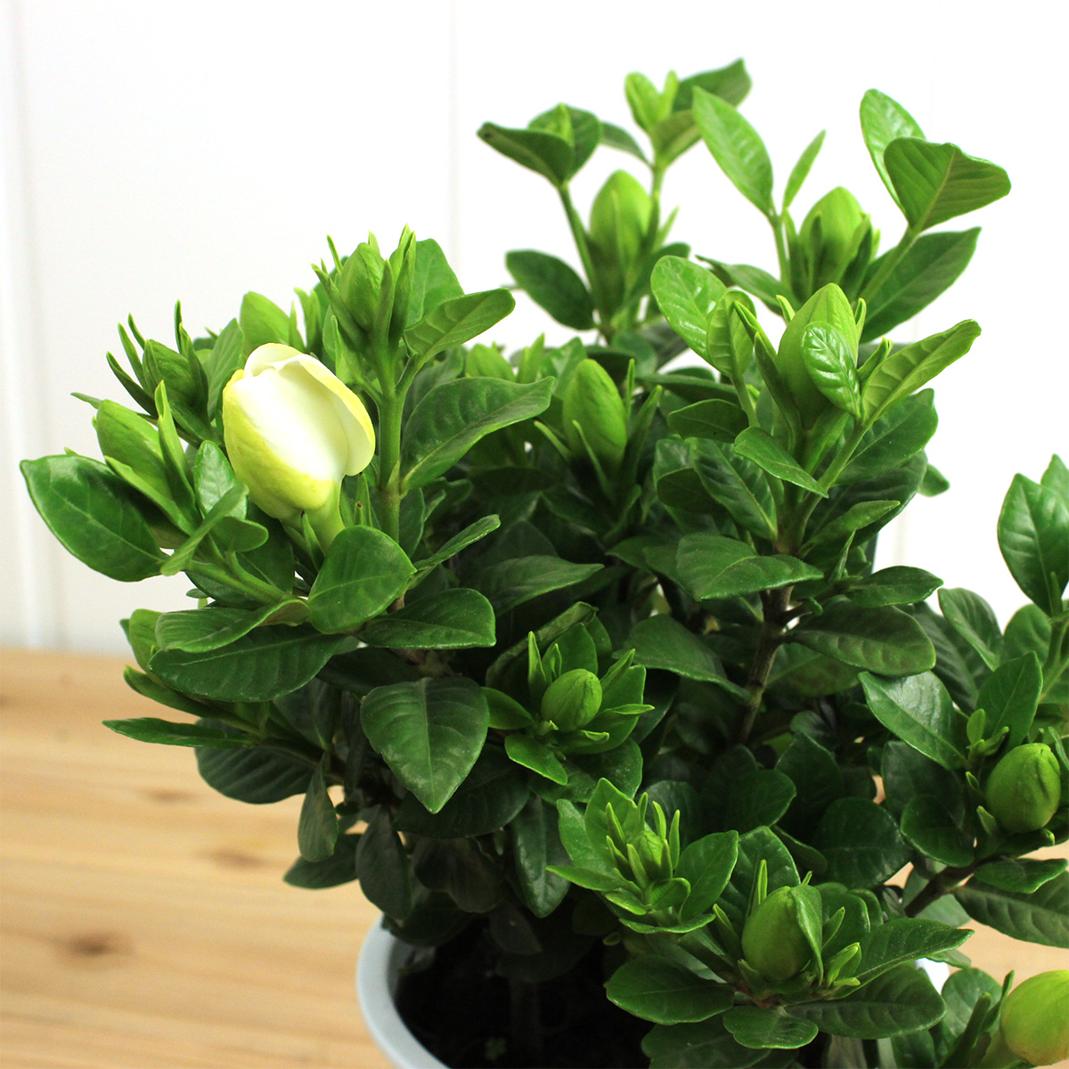 送料無料 生花 予約 ガーデニア クチナシ 5寸鉢 北海道 九州 沖縄は送料加算あります 通販 はなどんやアソシエ 送料無料 生花 予約 ガーデニア クチナシ 5寸鉢 北海道 九州 沖縄は送料加算あります 通販 はなどんやアソシエ