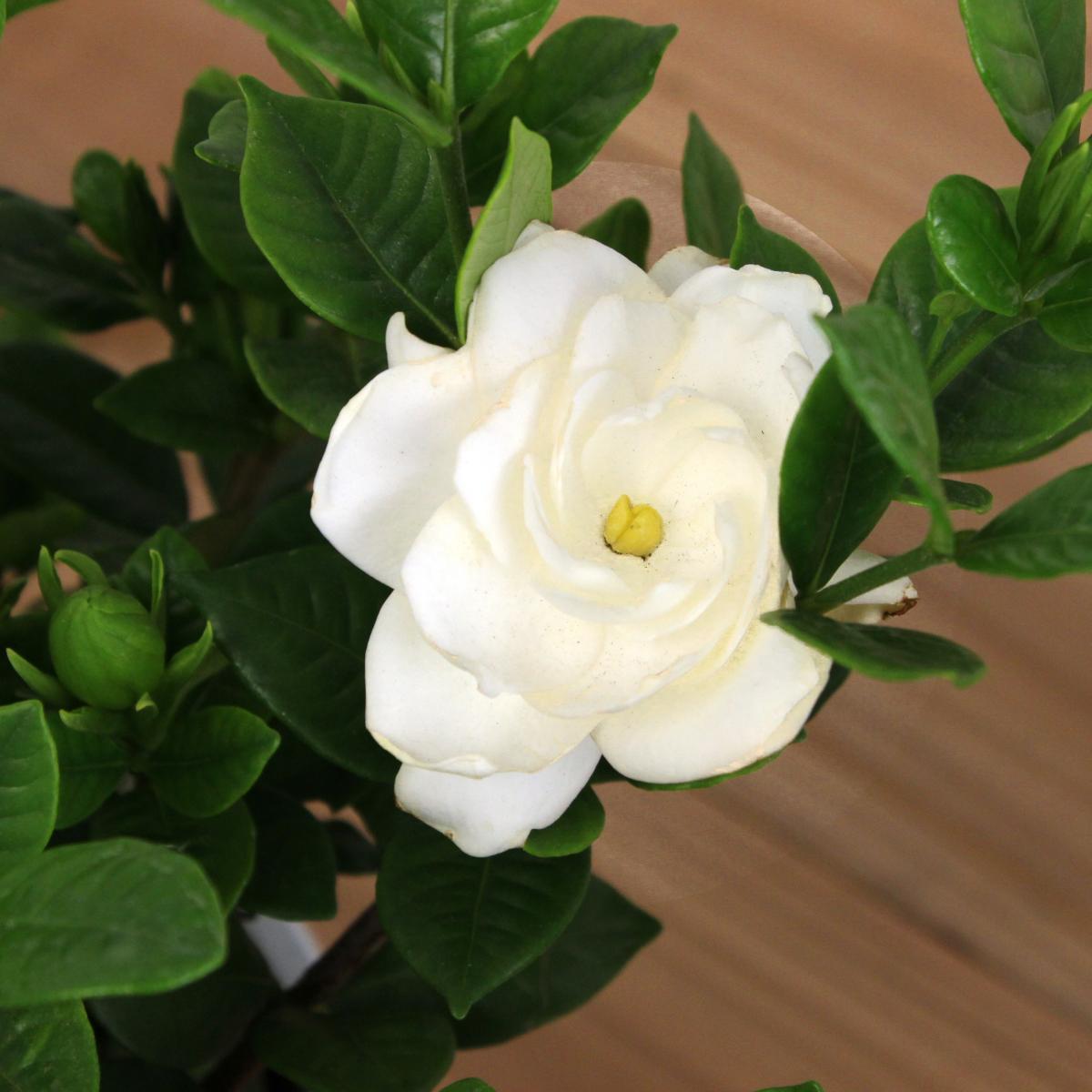 送料無料 生花 予約 ガーデニア クチナシ 5寸鉢 北海道 九州 沖縄は送料加算あります 通販 はなどんやアソシエ 送料無料 生花 予約 ガーデニア クチナシ 5寸鉢 北海道 九州 沖縄は送料加算あります 通販 はなどんやアソシエ