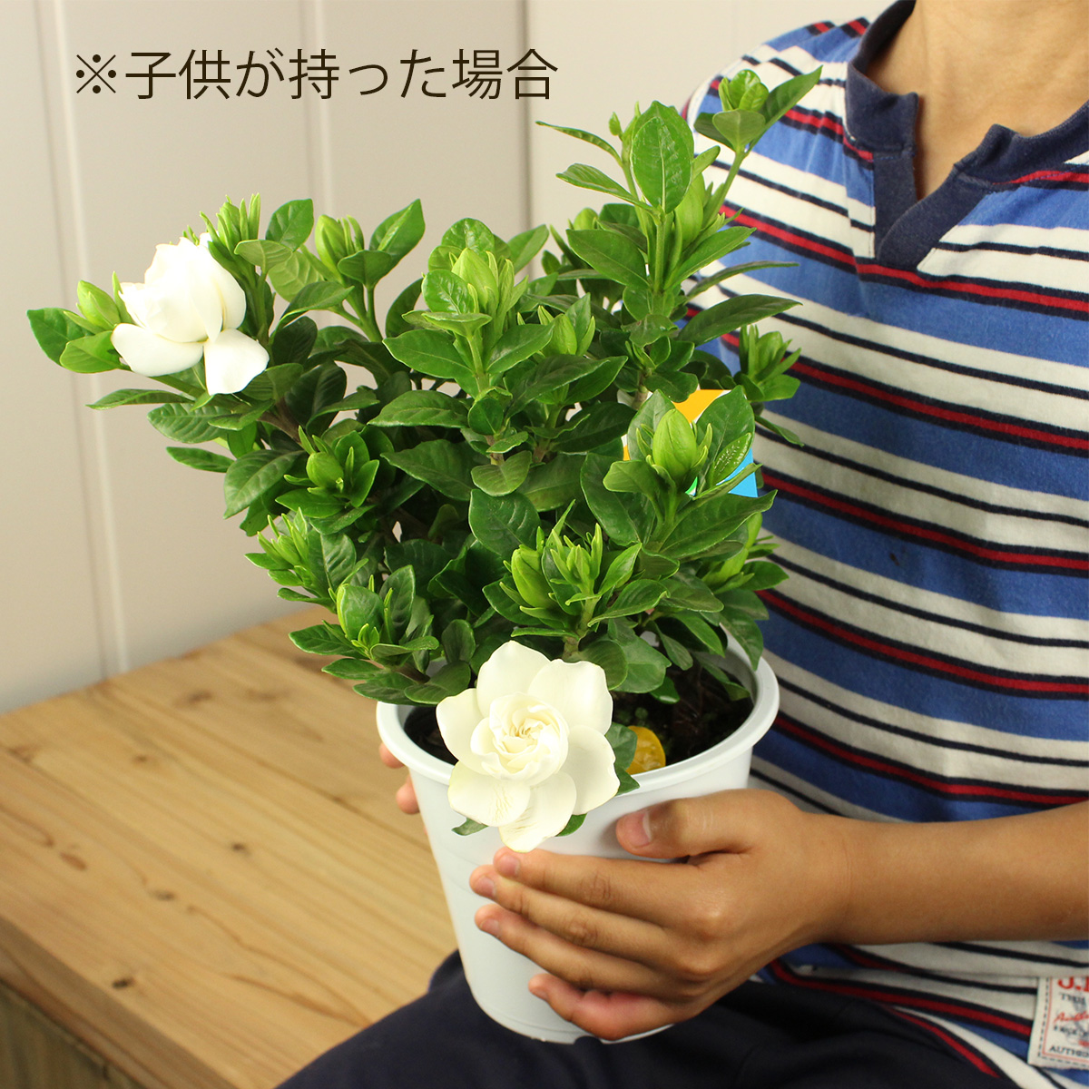 送料無料 生花 予約 ガーデニア クチナシ 5寸鉢 北海道 九州 沖縄は送料加算あります 通販 はなどんやアソシエ 送料無料 生花 予約 ガーデニア クチナシ 5寸鉢 北海道 九州 沖縄は送料加算あります 通販 はなどんやアソシエ