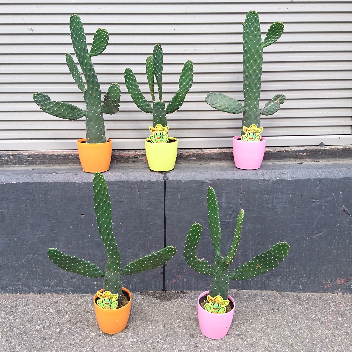 生花 即納 ウチワサボテン 墨烏帽子 3 5寸 形 高さは色々です 選べません 通販 はなどんやアソシエ 生花 即納 ウチワサボテン 墨烏帽子 3 5寸 形 高さは色々です 選べません 通販 はなどんやアソシエ