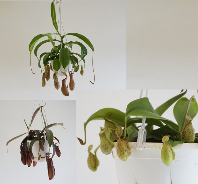 生花/鉢】食虫植物 ウツボカズラ(ネペンテス)品種おまかせ 5号吊り鉢
