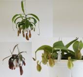 生花/鉢】食虫植物 ウツボカズラ(ネペンテス)品種おまかせ 5号吊り鉢