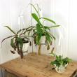 【生花/即納】食虫植物 ウツボカズラ(ネペンテス)フーケリアナ　5号吊り鉢　※同梱不可