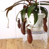 生花/即納】食虫植物 ウツボカズラ(ネペンテス)アラタ 5号吊り鉢 ※同梱