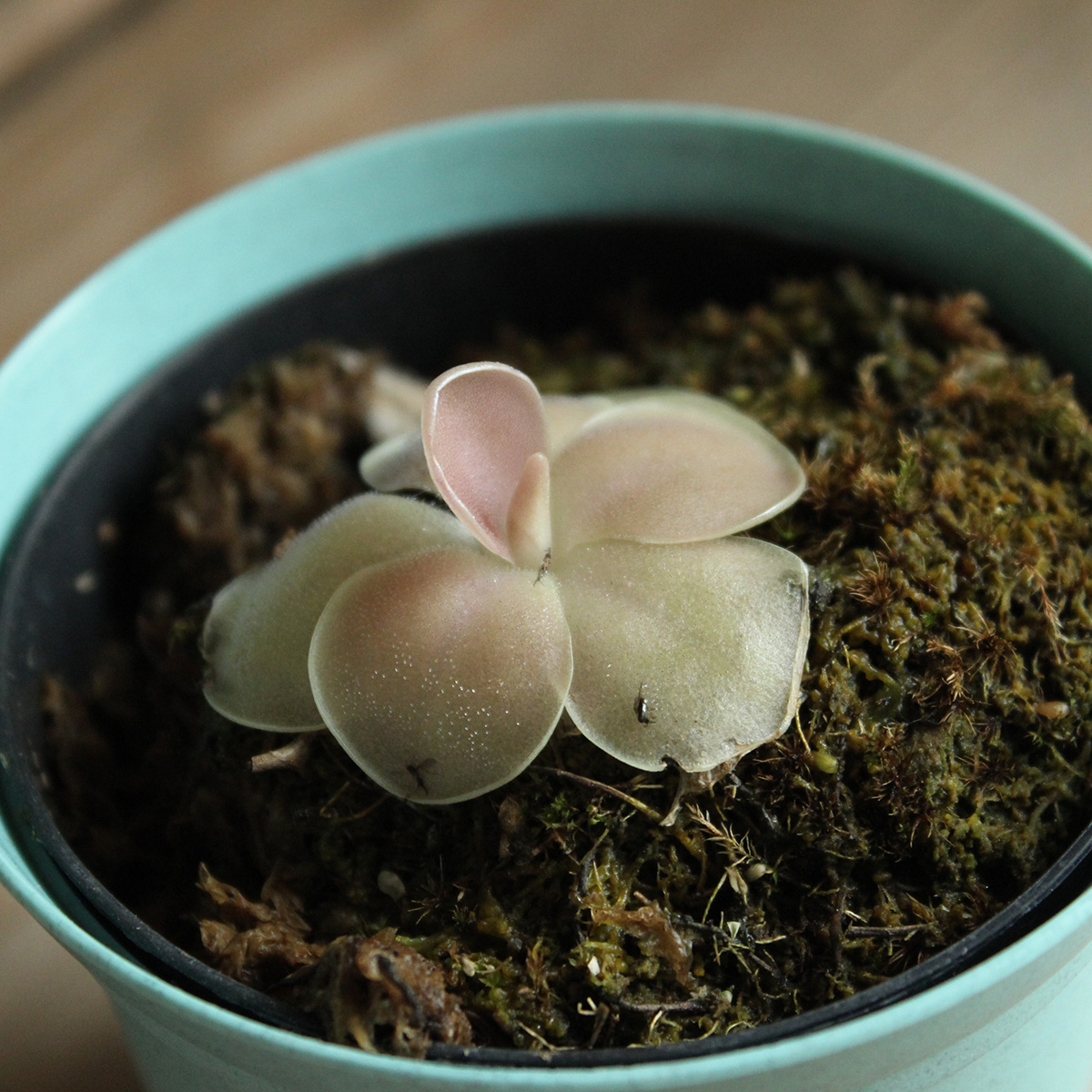 送料無料】【生花/鉢】食虫植物 ムシトリスミレ ※届日限定:予約7日前