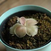 送料無料】【生花/鉢】食虫植物 ムシトリスミレ ※届日限定:予約7日前