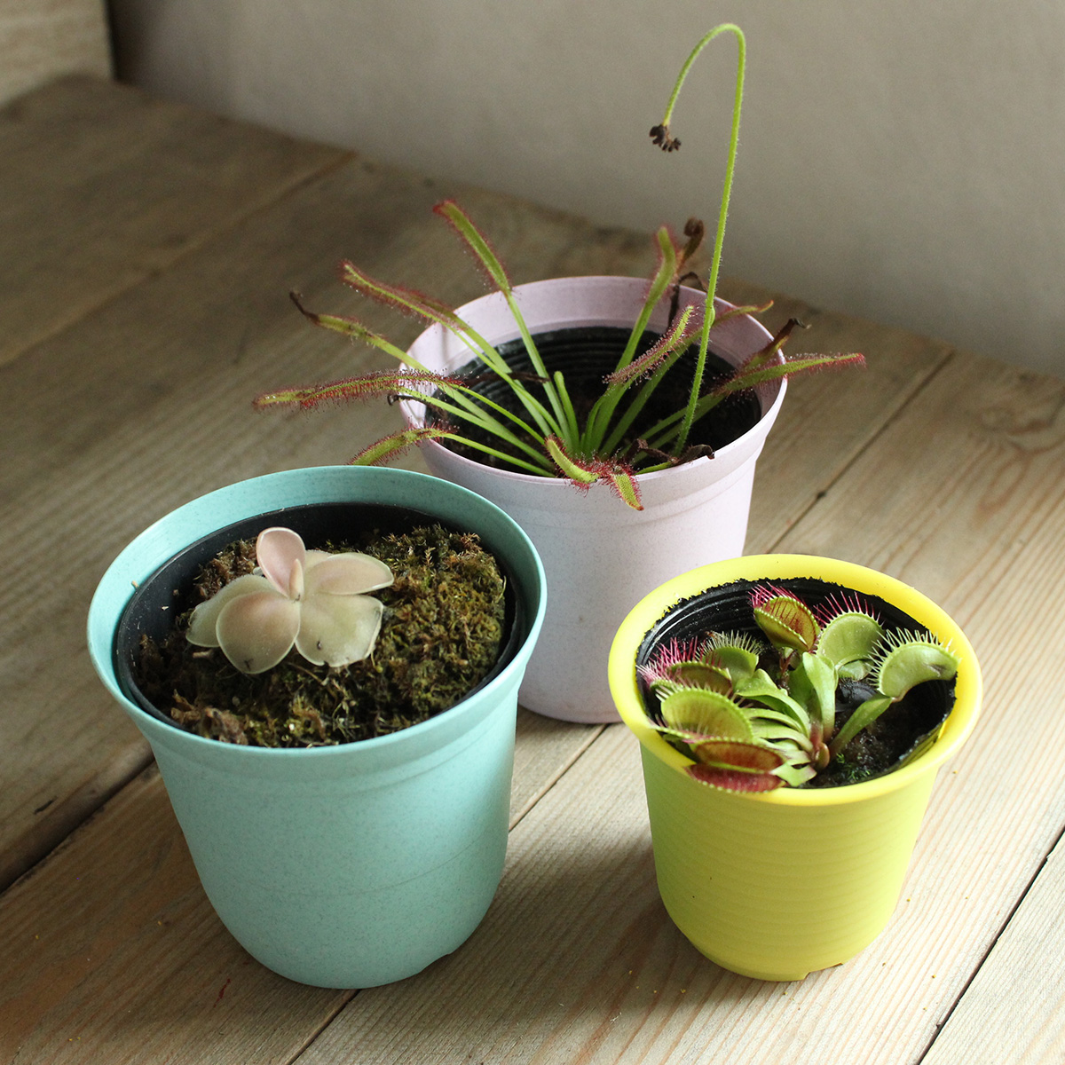 送料無料 生花 予約it 食虫植物 ムシトリスミレ 届日限定 予約7日前 通販 はなどんやアソシエ 送料無料 生花 予約it 食虫植物 ムシトリスミレ 届日限定 予約7日前 通販 はなどんやアソシエ