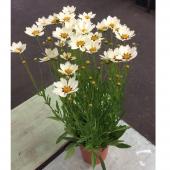 生花/鉢】春車菊(ハルシャギク) 4.5寸鉢 ※届日限定:予約7日前【F
