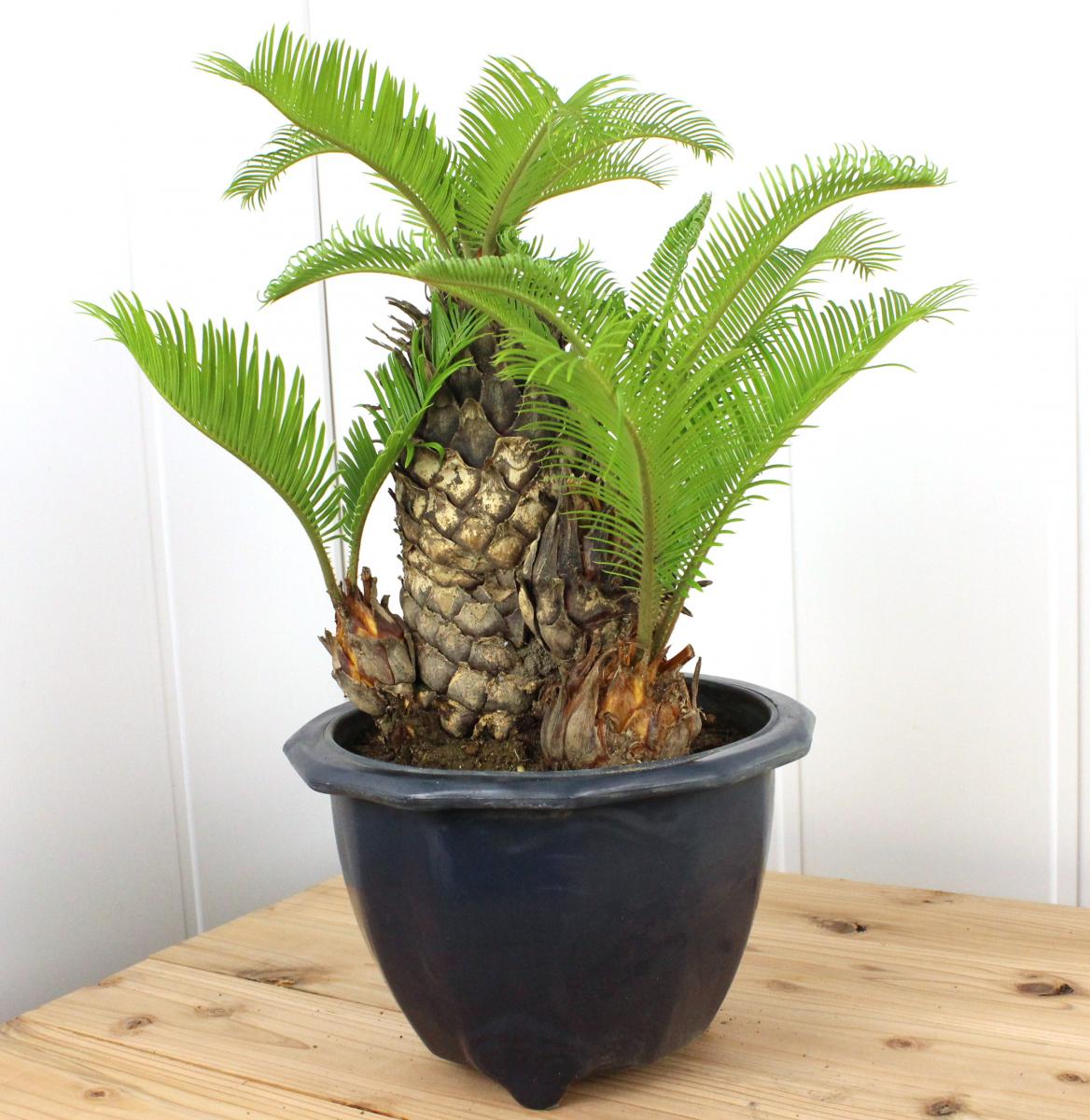 黄金葉ソテツ 8号鉢 観葉植物 ソテツ 蘇鉄 8号鉢苗 大型種類 庭木 風水 地植え