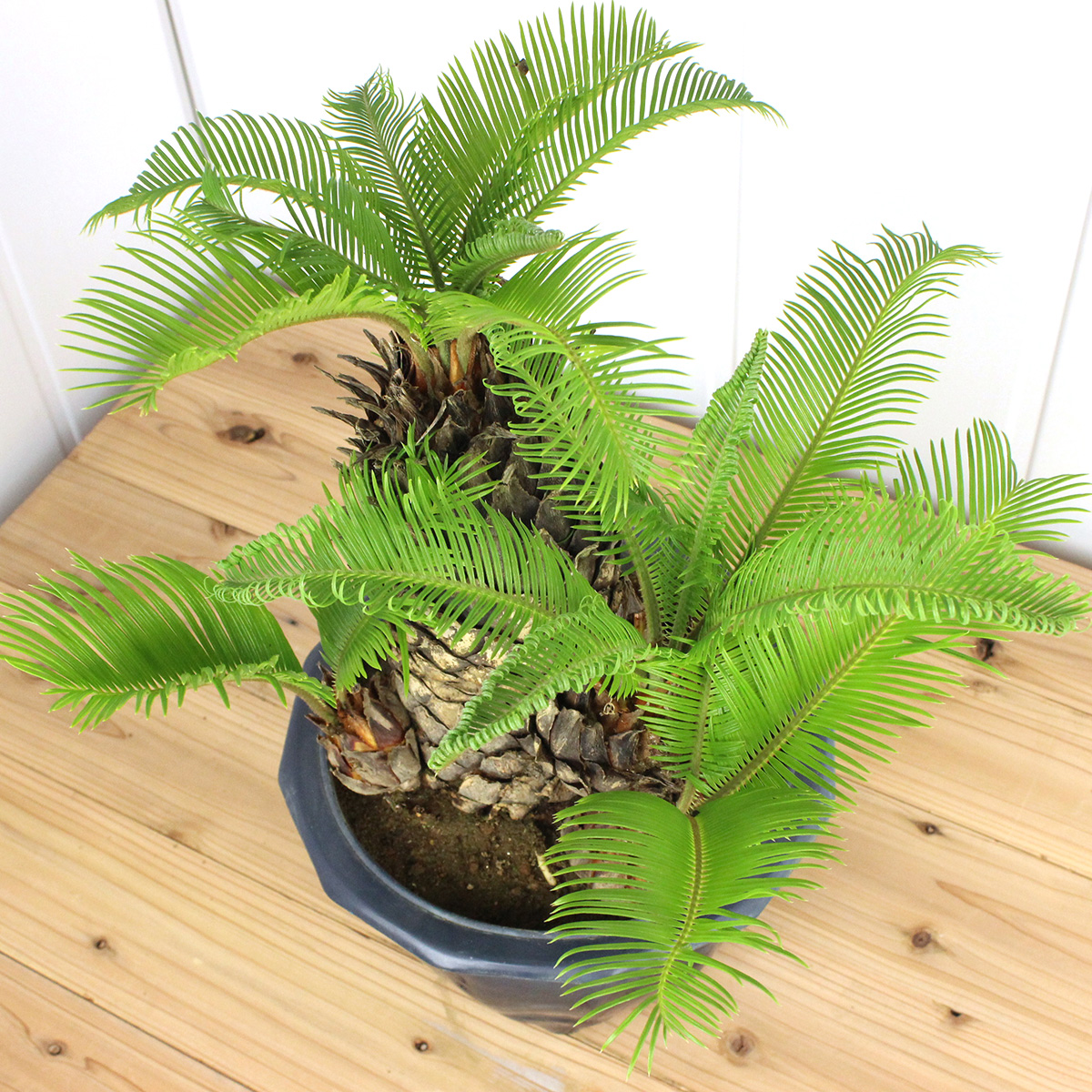 黄金葉ソテツ 8号鉢 観葉植物 ソテツ 蘇鉄 8号鉢苗 大型種類 庭木 風水 地植え