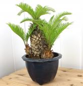 生花/即納】ソテツ 8号鉢 ※同梱不可 - 花材通販はなどんやアソシエ