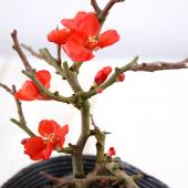 長寿梅赤花TB-8小品 中品 盆栽 赤花 開花中 309d6c292d813ad7f24e781d5f77ab