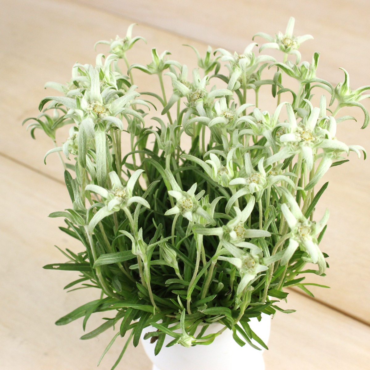 生花/鉢】エーデルワイス 3.5寸【F】 - 花材通販はなどんやアソシエ