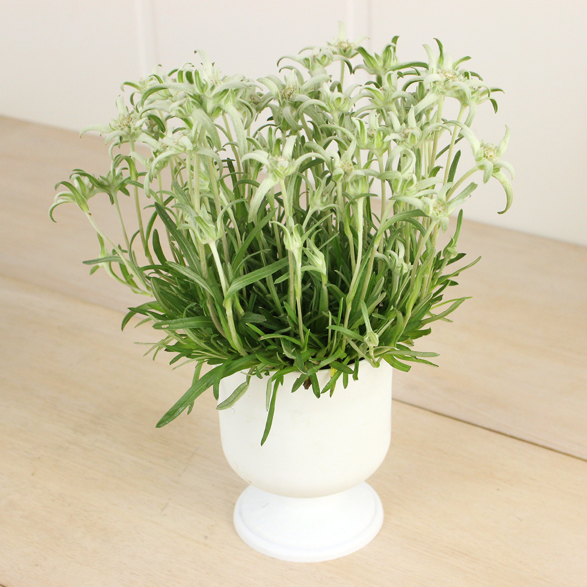 生花/鉢】エーデルワイス 3.5寸【F】 - 花材通販はなどんやアソシエ
