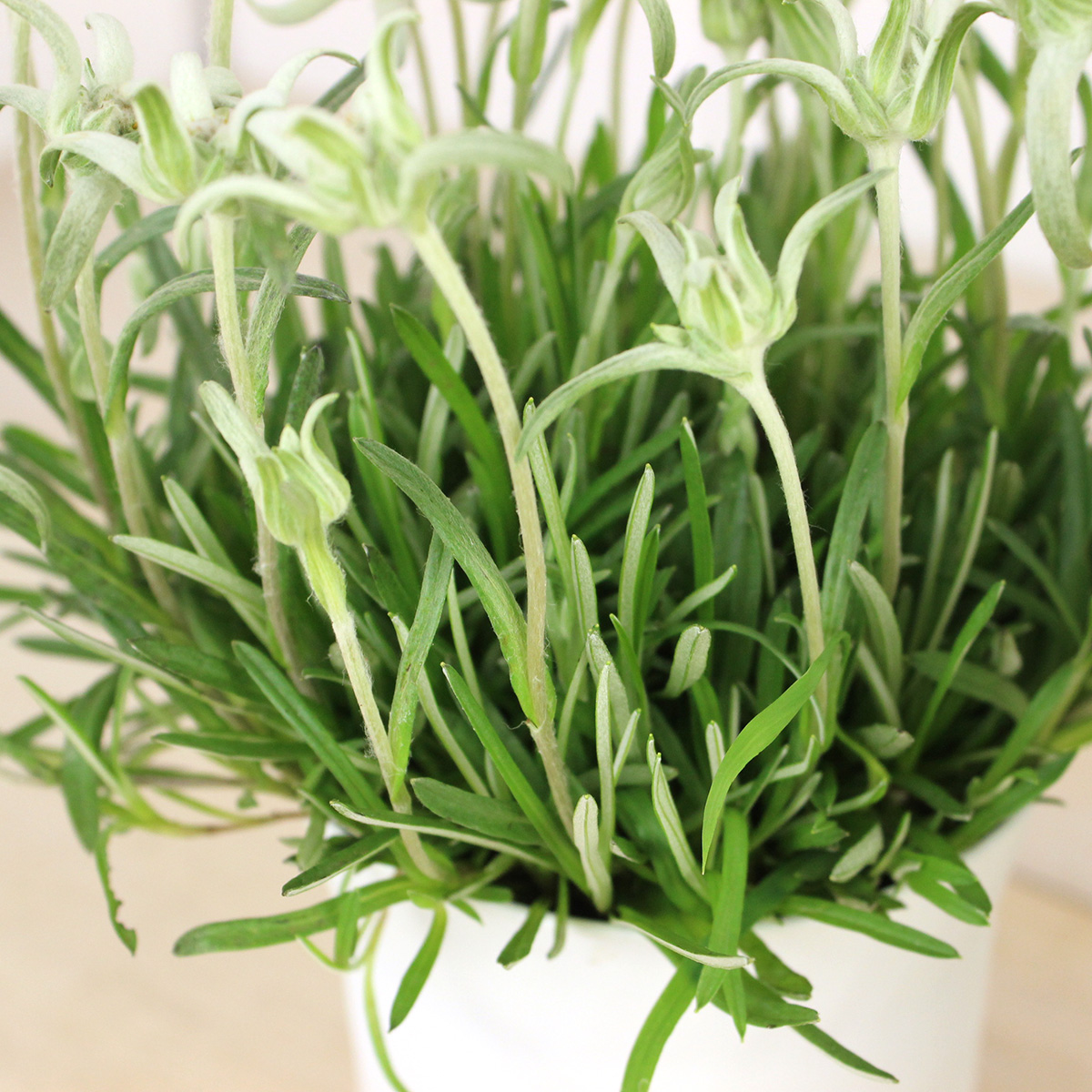 生花/鉢】エーデルワイス 3.5寸【F】 - 花材通販はなどんやアソシエ