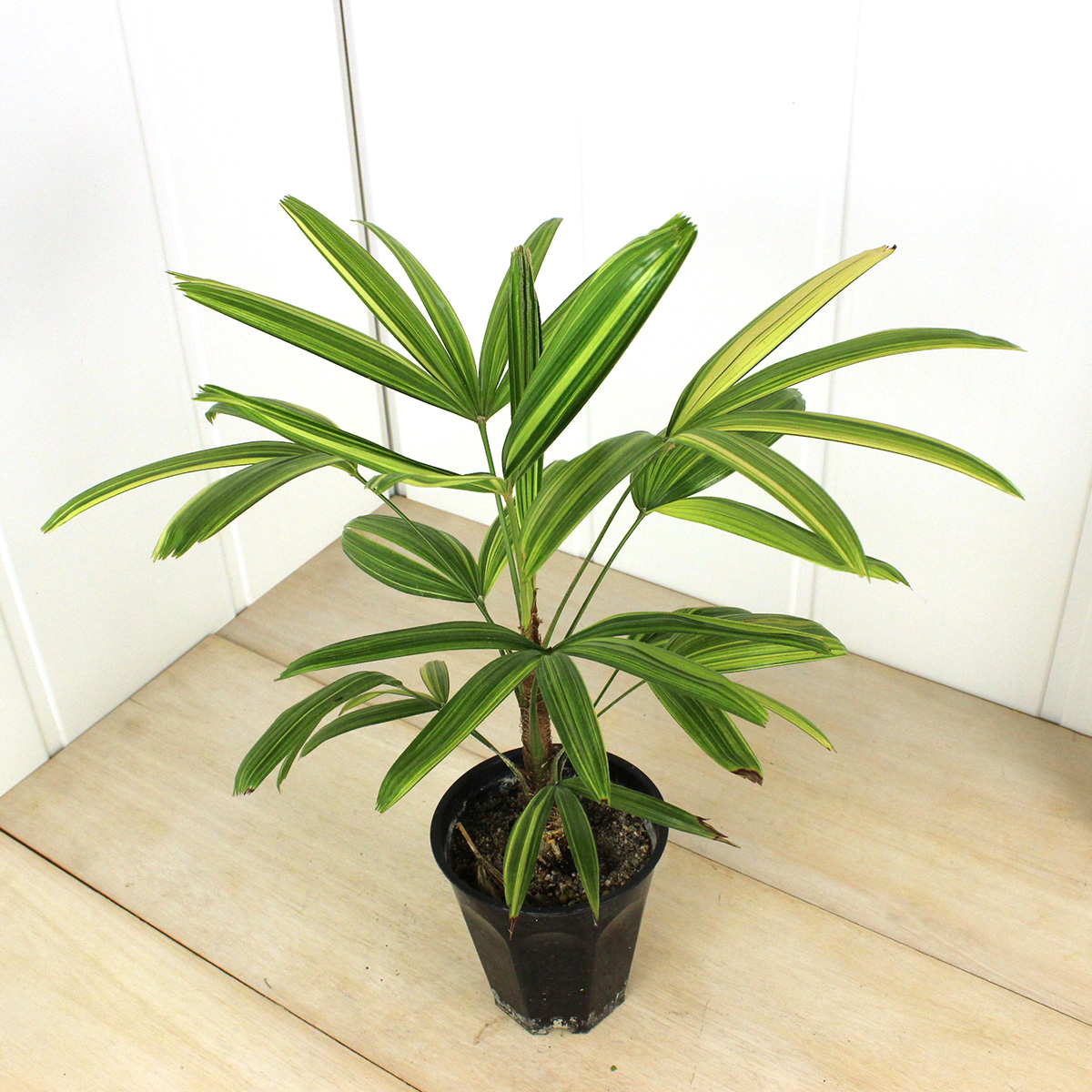 生花/鉢】観音竹 綾錦 4.5寸【F】 - 花材通販はなどんやアソシエ