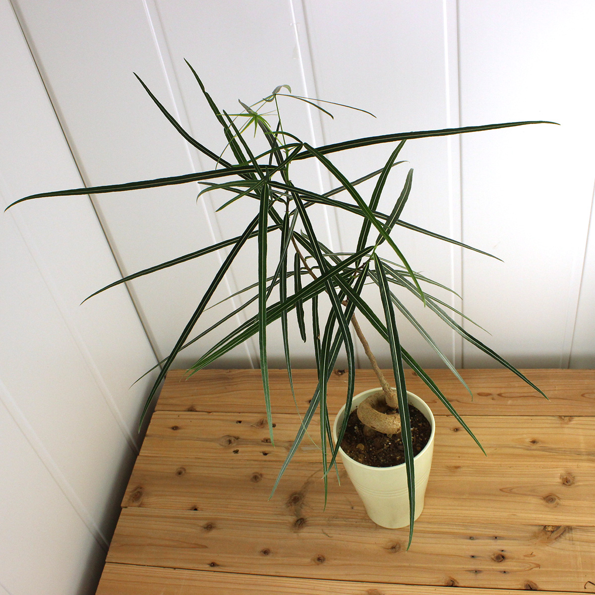 送料無料 生花 予約f10 ボトルツリー ブラキキトン 7寸 北海道 九州 沖縄は別途送料加算あります 通販 はなどんやアソシエ 送料無料 生花 予約f10 ボトルツリー ブラキキトン 7寸 北海道 九州 沖縄は別途送料加算あります 通販 はなどんやアソシエ