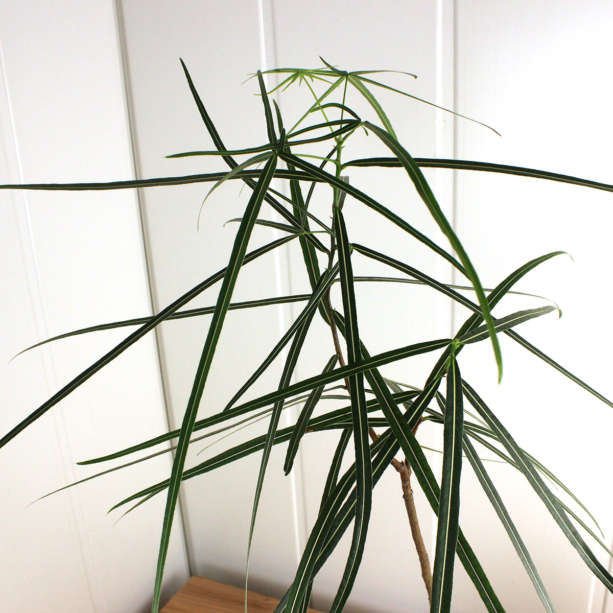 送料無料 生花 予約f10 ボトルツリー ブラキキトン 7寸 北海道 九州 沖縄は別途送料加算あります 通販 はなどんやアソシエ 送料無料 生花 予約f10 ボトルツリー ブラキキトン 7寸 北海道 九州 沖縄は別途送料加算あります 通販 はなどんやアソシエ