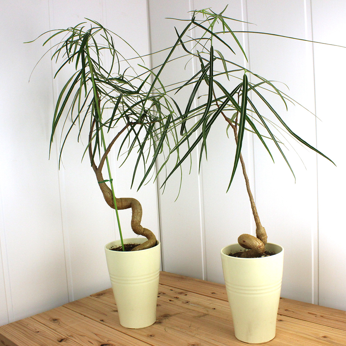 送料無料 生花 予約f10 ボトルツリー ブラキキトン 7寸 北海道 九州 沖縄は別途送料加算あります 通販 はなどんやアソシエ 送料無料 生花 予約f10 ボトルツリー ブラキキトン 7寸 北海道 九州 沖縄は別途送料加算あります 通販 はなどんやアソシエ