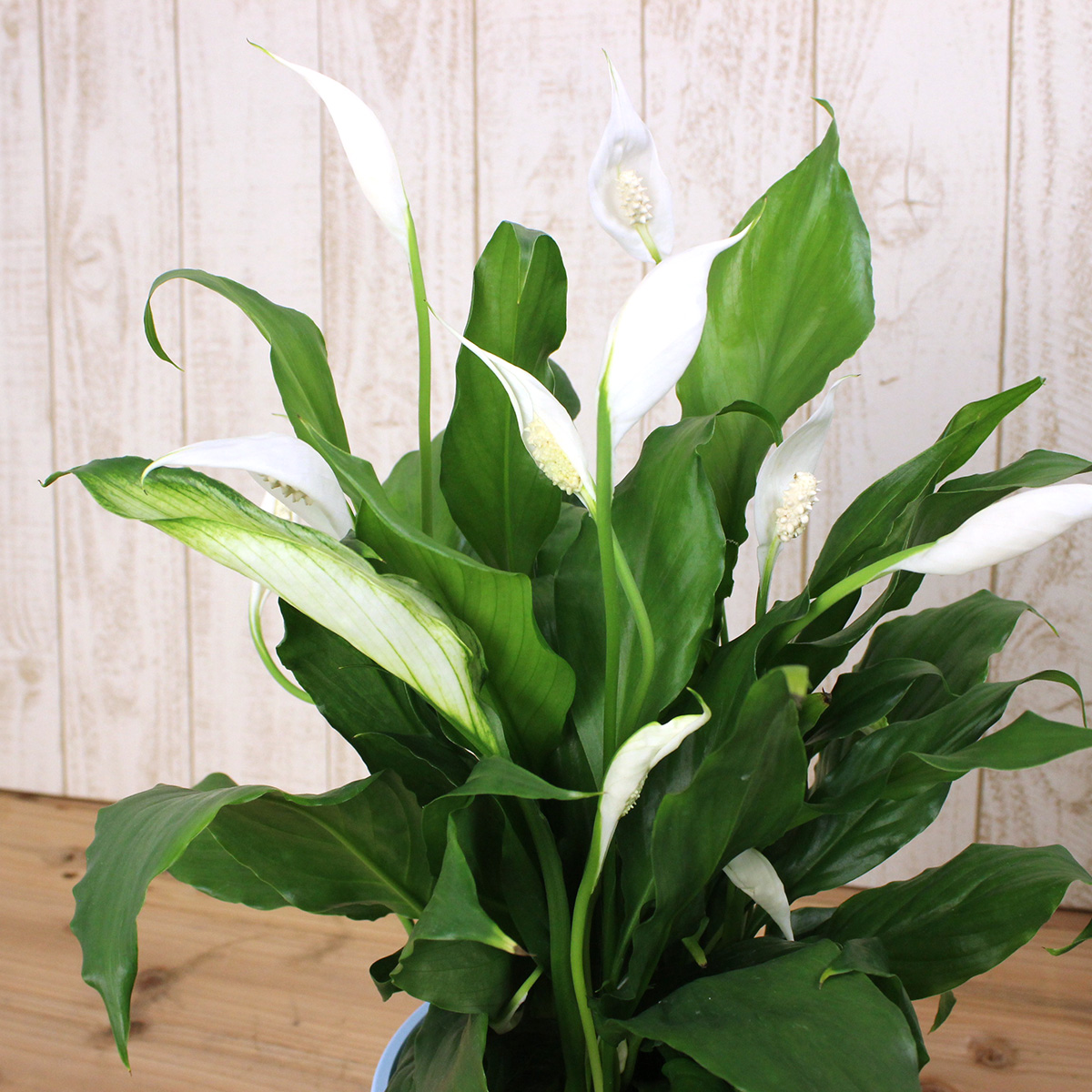 送料無料 生花 予約it10 スパティフィラム ショパン 5寸 同梱不可 通販 はなどんやアソシエ 送料無料 生花 予約it10 スパティフィラム ショパン 5寸 同梱不可 通販 はなどんやアソシエ