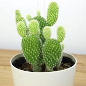 ★専用★カクタス様 gd930_01_180x.jpg