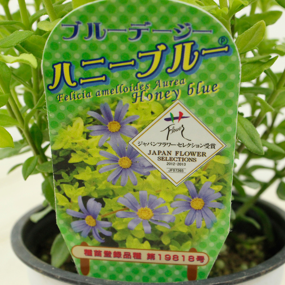 生花 即納 ブルーデイジー ハニーブルー 3 5寸 Jf 現在花はありません 通販 はなどんやアソシエ 生花 即納 ブルーデイジー ハニーブルー 3 5寸 Jf 現在花はありません 通販 はなどんやアソシエ