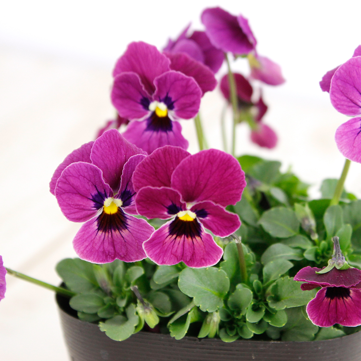 送料無料 生花 予約f ビオラ 赤紫系 品種おまかせ 3 5寸ポット 同梱不可 通販 はなどんやアソシエ 送料無料 生花 予約f ビオラ 赤紫系 品種おまかせ 3 5寸ポット 同梱不可 通販 はなどんやアソシエ