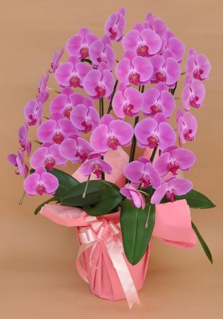 胡蝶蘭　生花　ピンク 送料無料】【生花】胡蝶蘭 ピンク大輪 3本立ち 33輪以上(つぼみ込み