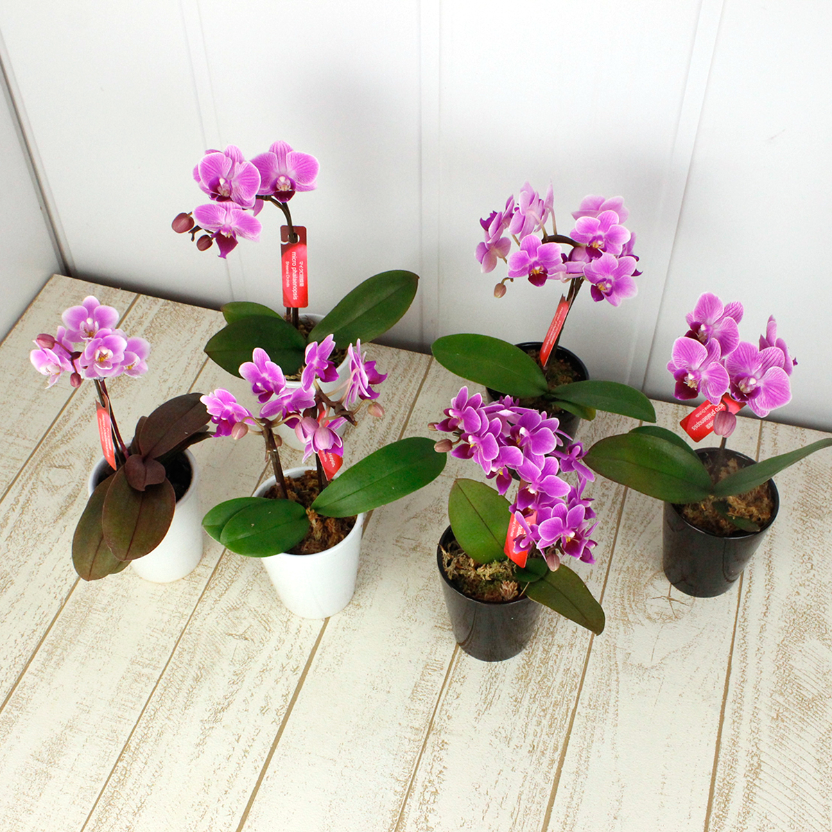 送料無料 直前 マイクロ胡蝶蘭 ピンク系 品種 輪数おまかせ 同梱不可 通販 はなどんやアソシエ