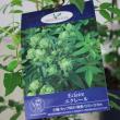 【送料無料】【バラ苗】バラ　エクレール 6寸苗　※北海道・九州・沖縄は別途送料