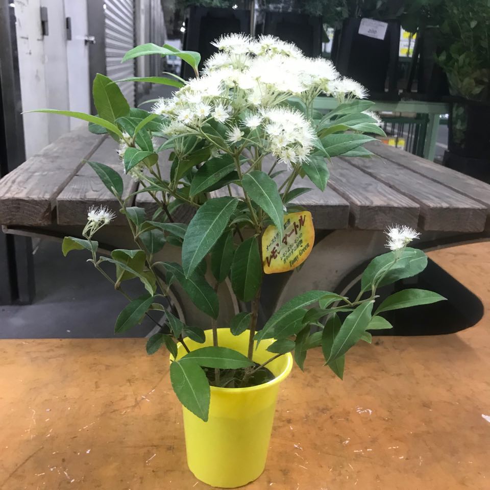 送料無料 生花 即納 レモンマートル 4寸鉢 花は咲いていません 通販 はなどんやアソシエ