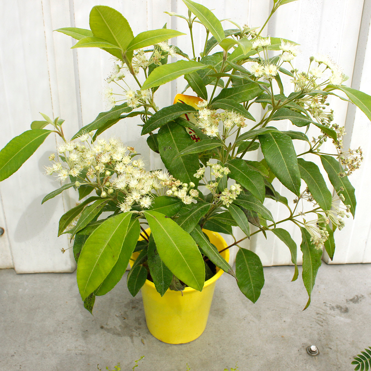 送料無料 生花 即納 レモンマートル 4寸鉢 花は咲いていません 通販 はなどんやアソシエ 送料無料 生花 即納 レモンマートル 4寸鉢 花は咲いていません 通販 はなどんやアソシエ