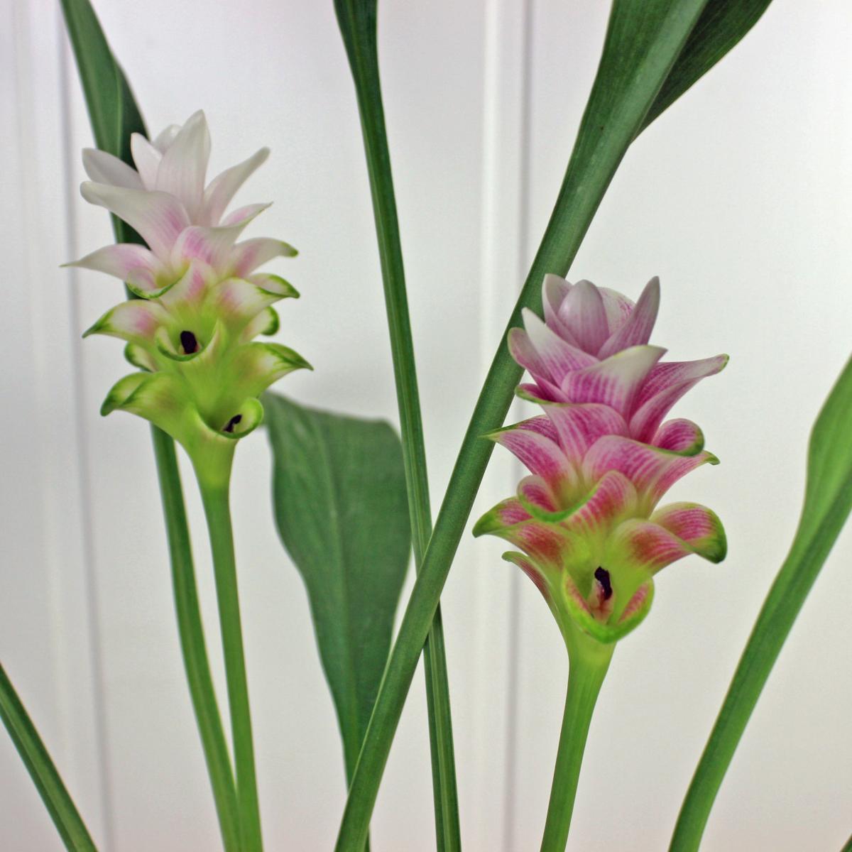 生花/鉢】クルクマ チェリープリンセス ポット苗(3.5寸)【送料無料