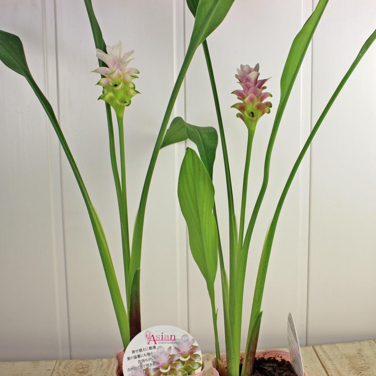 直前 ポット苗クルクマ チェリープリンセス 3 5寸 2個セット 送料無料 届日限定 生花 通販 はなどんやアソシエ 直前 ポット苗クルクマ チェリープリンセス 3 5寸 2個セット 送料無料 届日限定 生花 通販 はなどんやアソシエ