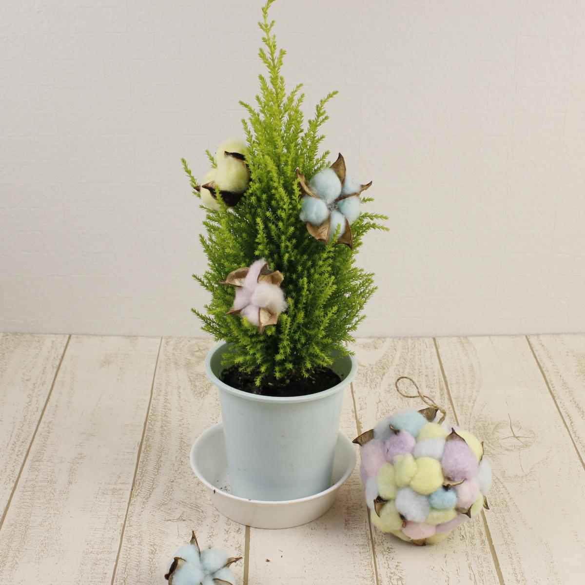 送料無料】【生花/即納】ゴールドクレスト 4寸鉢 35cm程度 - 花材通販